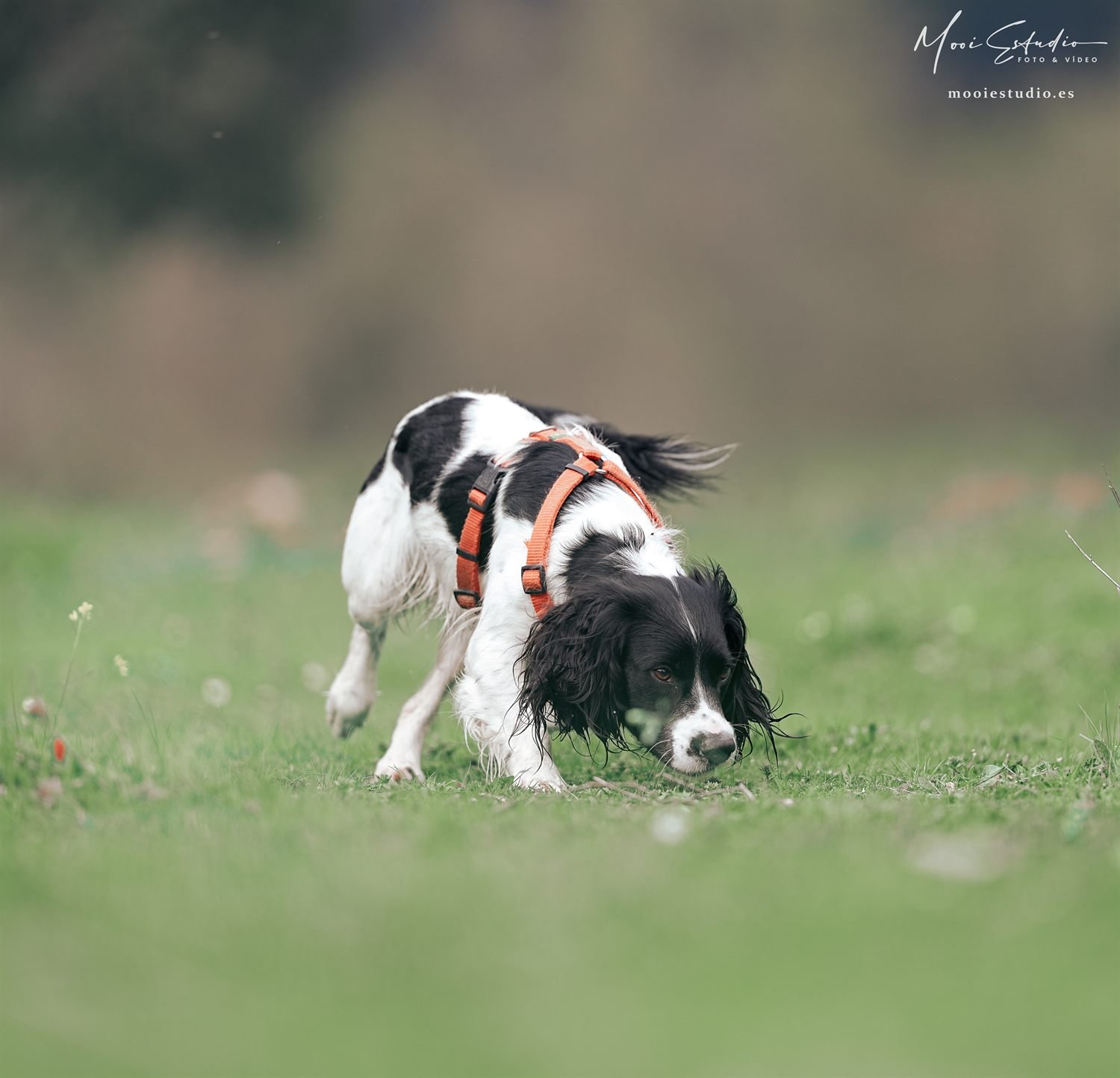 Springer spaniel siguiendo un rastro pegado al suelo