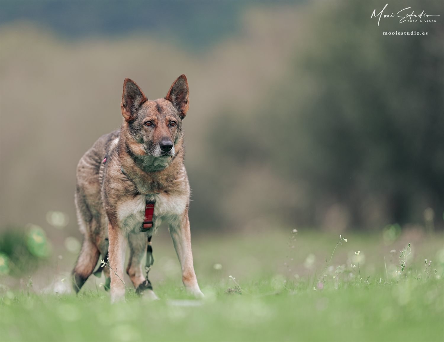 Perro de trabajo de MooiCan corriendo en el campo
