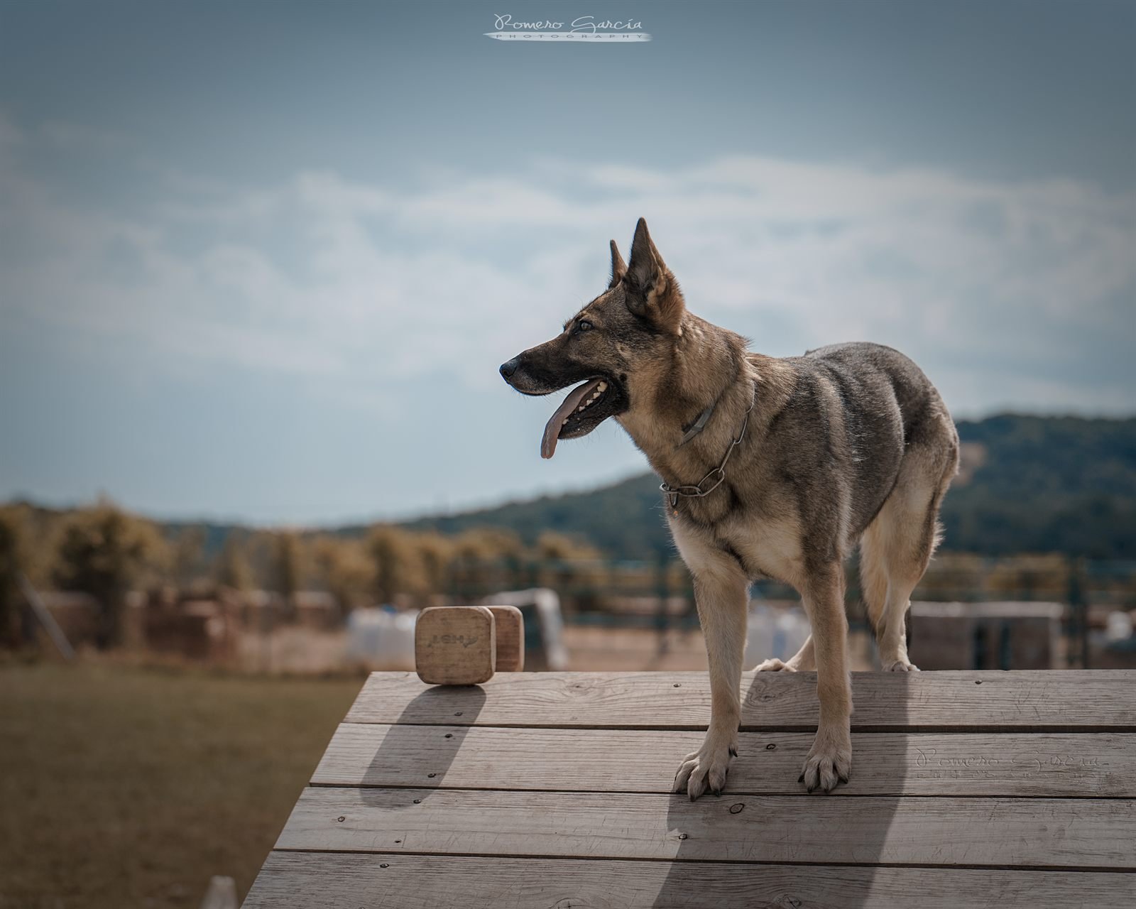 Pastor alemán en un ejercicio de apport — deporte canino